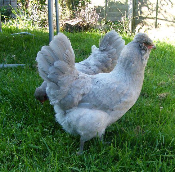 lavender araucana, chickens, poultry