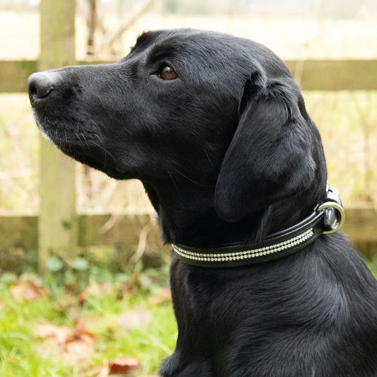 Benji & Flo Dazzling Diamante Dog Collar