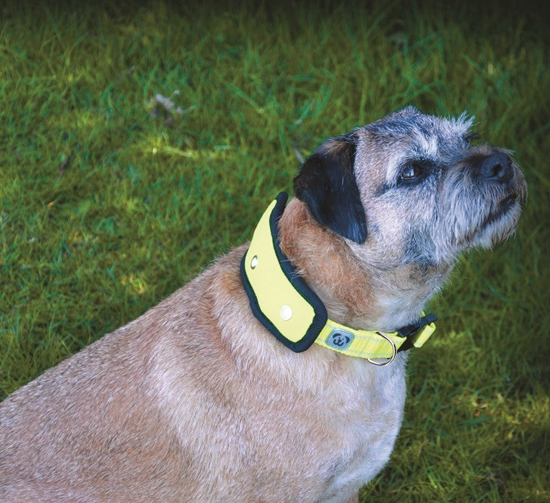 Woofmasta Flash Dog Collar