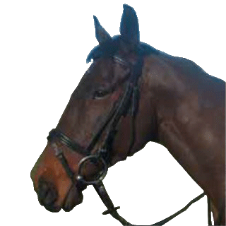 Cameo Flash Bridle With Reins BROWN