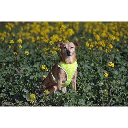 Equisafety Flashing Adjustable Dog Harness
