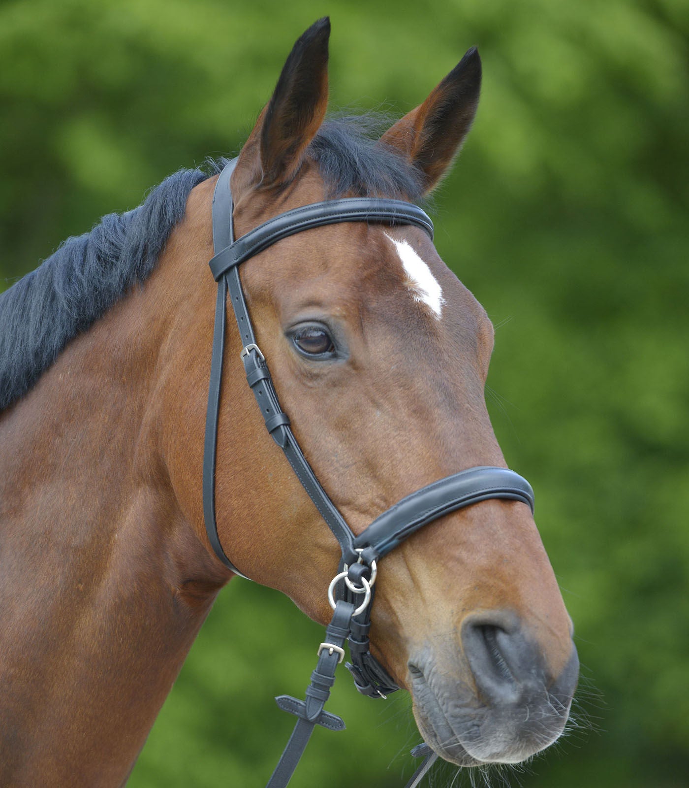 Star Bitless Bridle