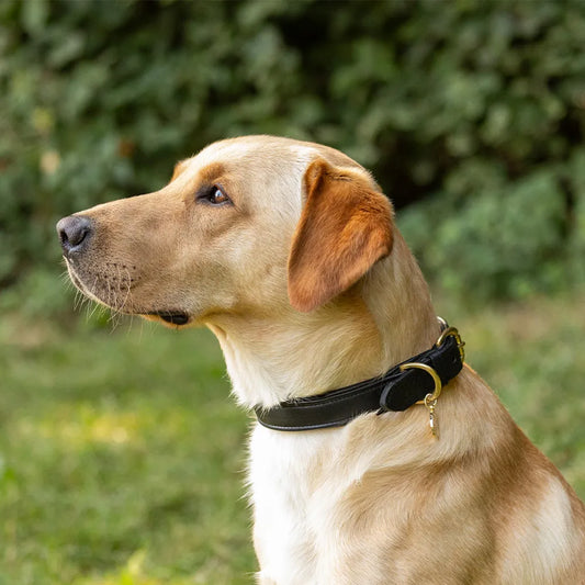 Benji & Flo Deluxe Padded Leather Dog Collar