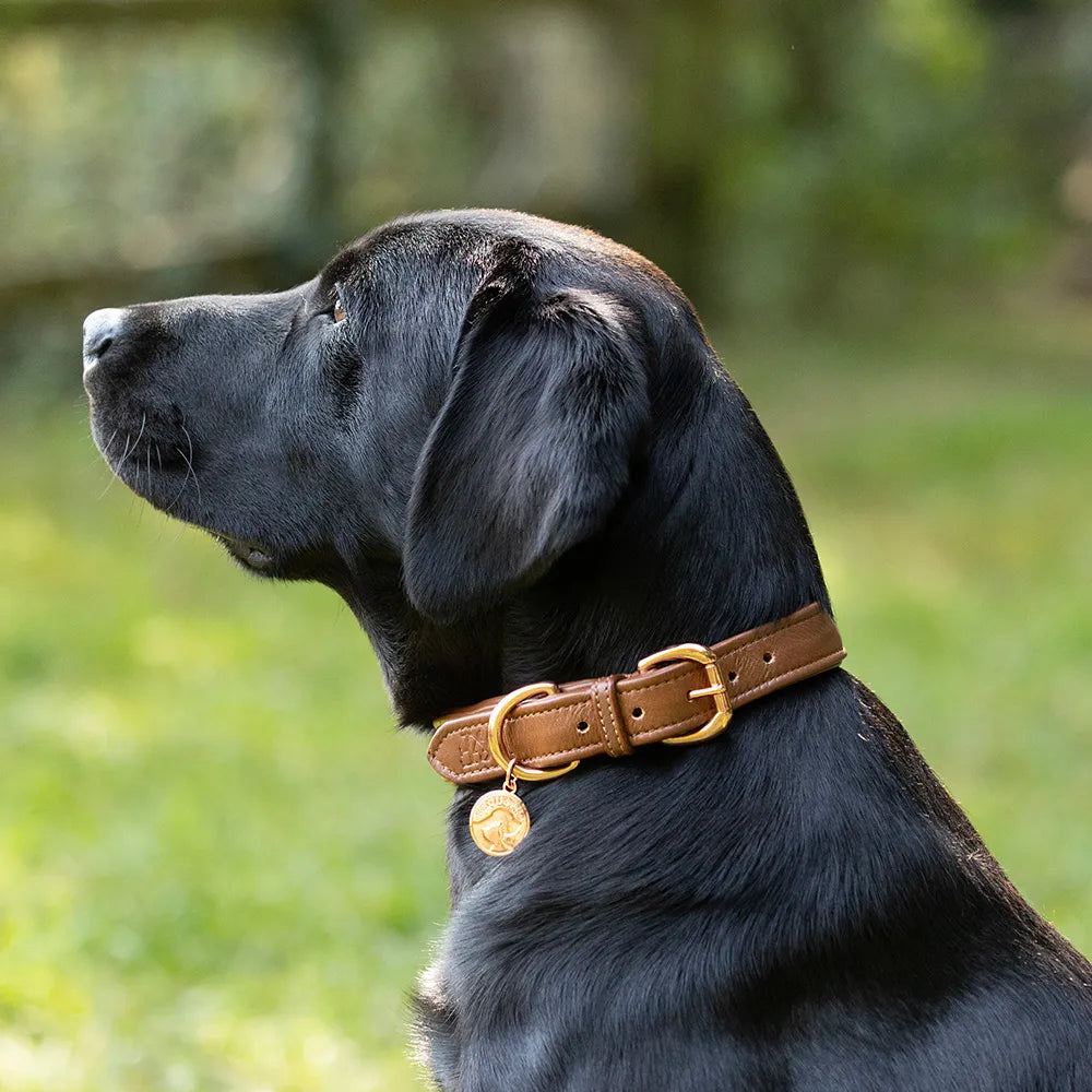 Benji & Flo Deluxe Padded Leather Dog Collar