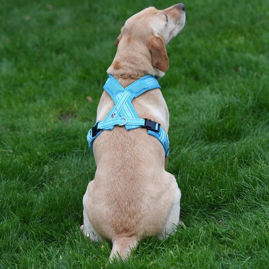 Woofmasta Hi-Viz Flashing Dog Harness (Aqua)