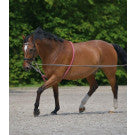Waldhausen Lunging Aid