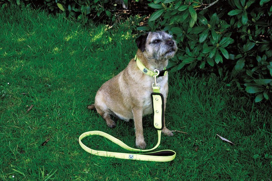Woofmasta Flash Dog Lead