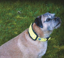 Woofmasta Flash Dog Collar