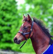 Leather Foal Slip