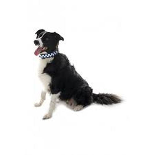 Equisafety Flashing Dog Collar
