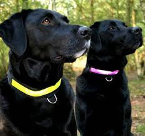 Equisafety Flashing Dog Collar